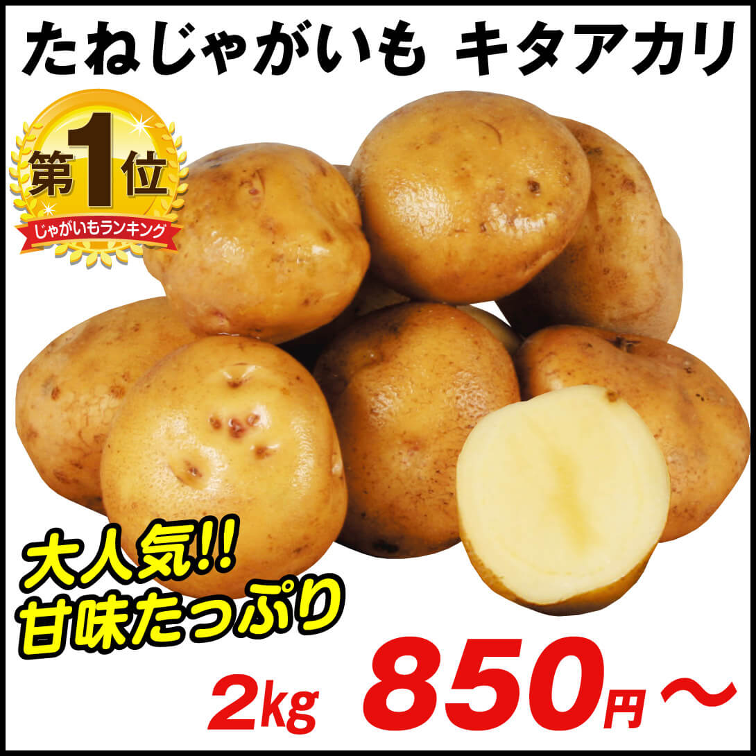 じゃがいも種芋 キタアカリ