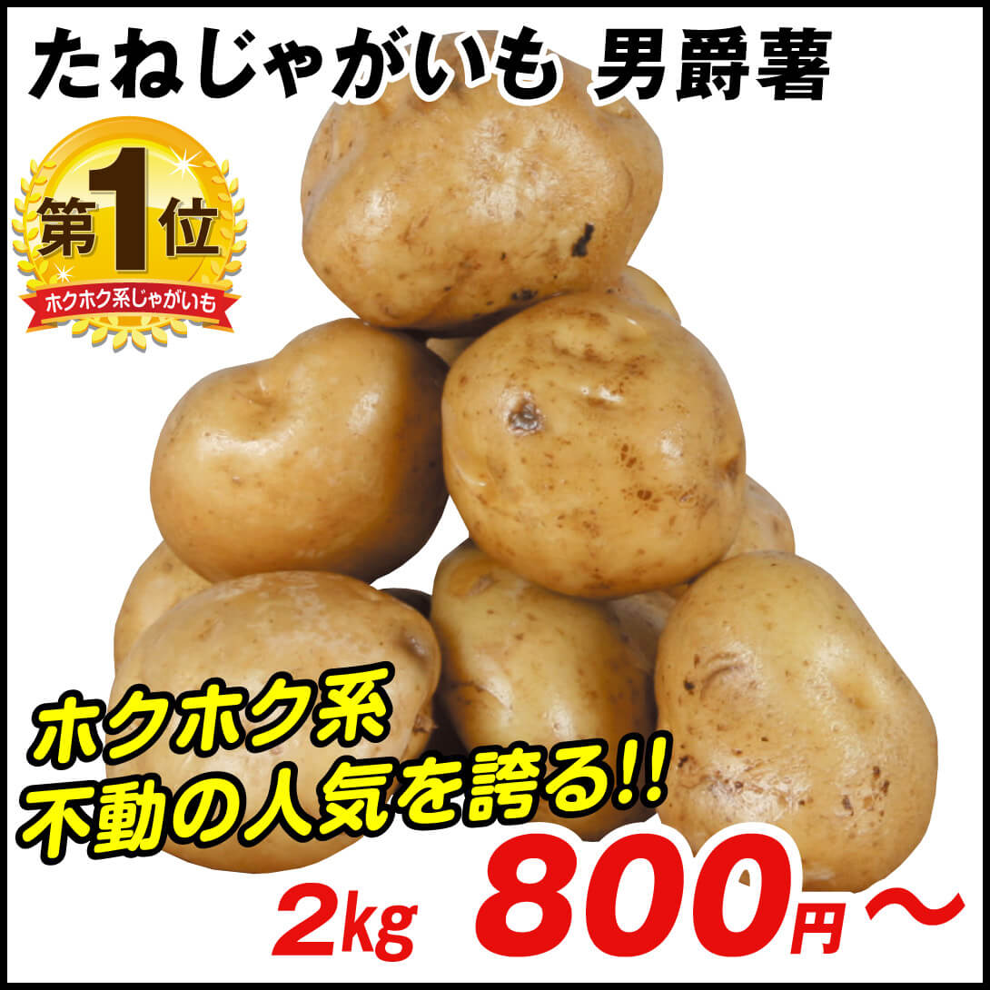 じゃがいも種芋 男爵薯
