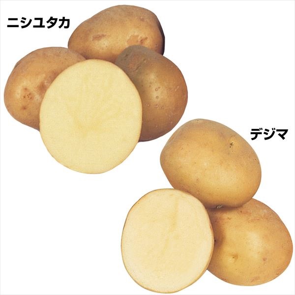 じゃがいも種芋 春・秋兼用じゃがいもセット 2種2kg