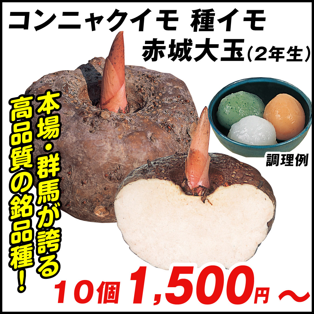 種芋 コンニャクイモ 赤城大玉(2年生)