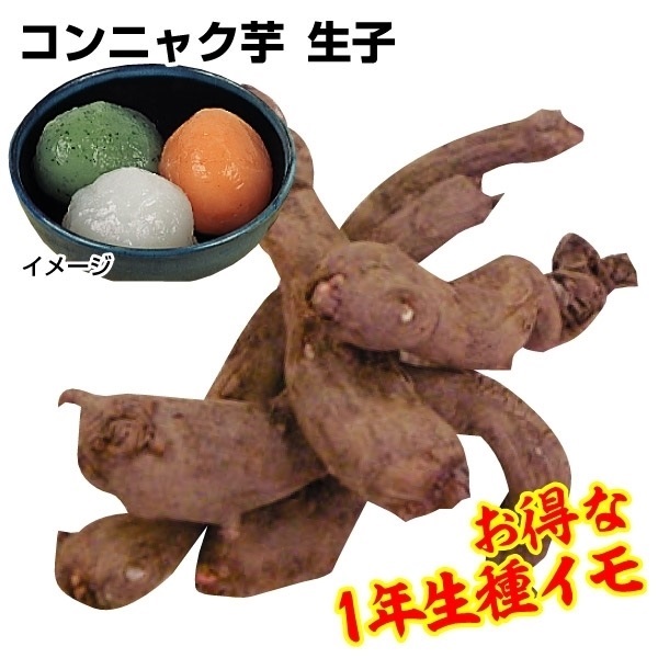 種芋 コンニャクイモ 赤城大玉生子