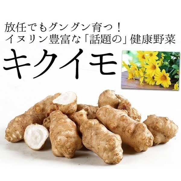 種芋 キクイモ 500g