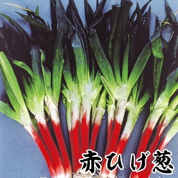 ネギ苗 赤ひげ葱
