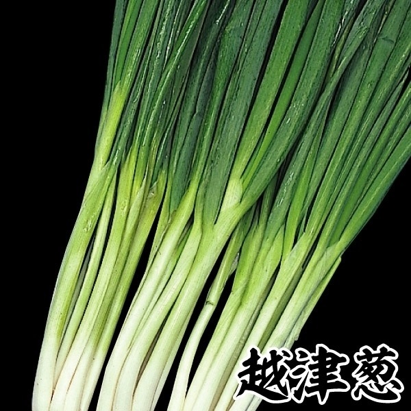 ネギ苗 越津葱