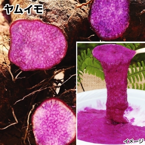 種芋 ヤムイモ ロイヤルパープル(ポット苗)