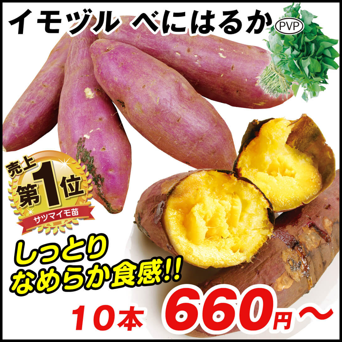 イモヅル 芋づる  べにはるかPVPイモヅル