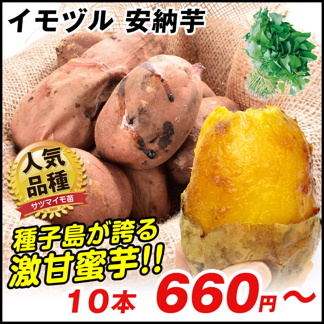 イモヅル 芋づる  安納芋イモヅル