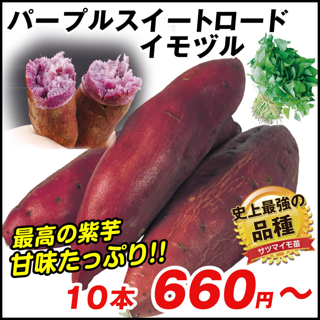 イモヅル 芋づる  パープルスイートロードPVPイモヅル