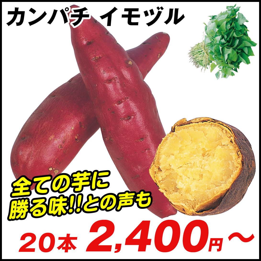 イモヅル 芋づる  カンパチイモヅル