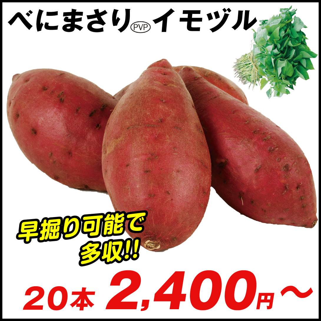 イモヅル 芋づる  べにまさりPVPイモヅル