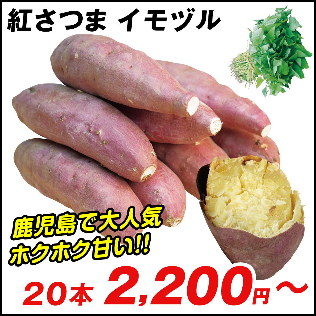 イモヅル 芋づる  紅さつまイモヅル