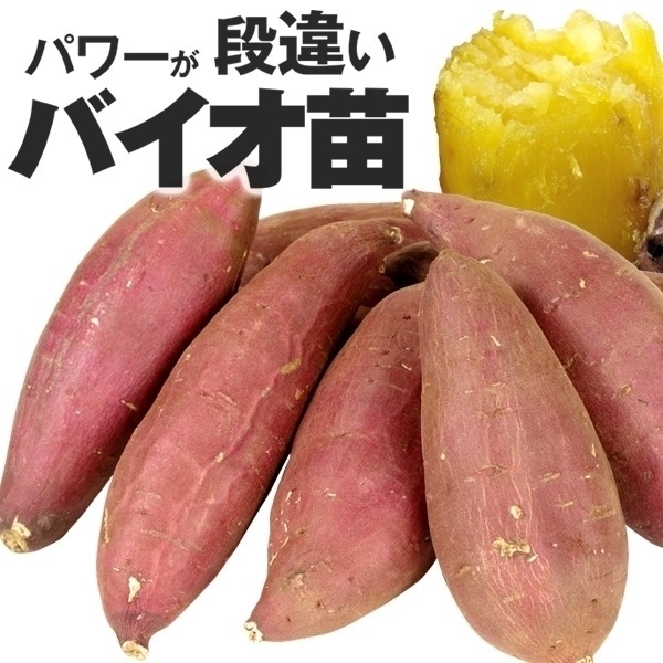 イモヅル 芋づる  バイオ苗シルクスイート(R)PVPイモヅル