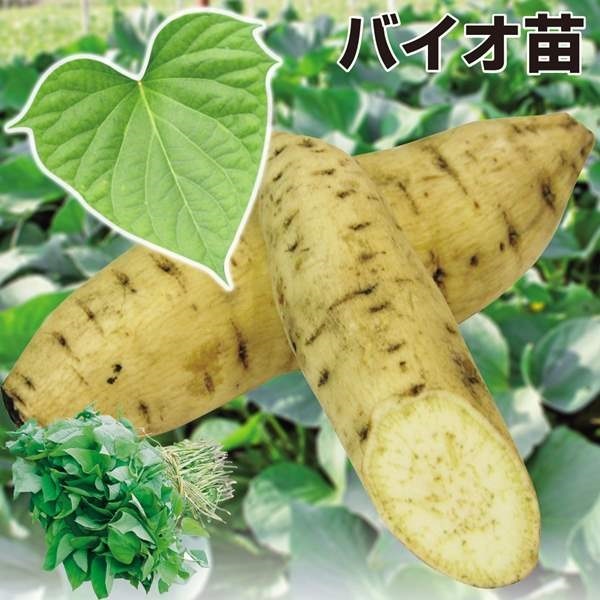 イモヅル 芋づる  バイオ苗ヘルシー菜 10本