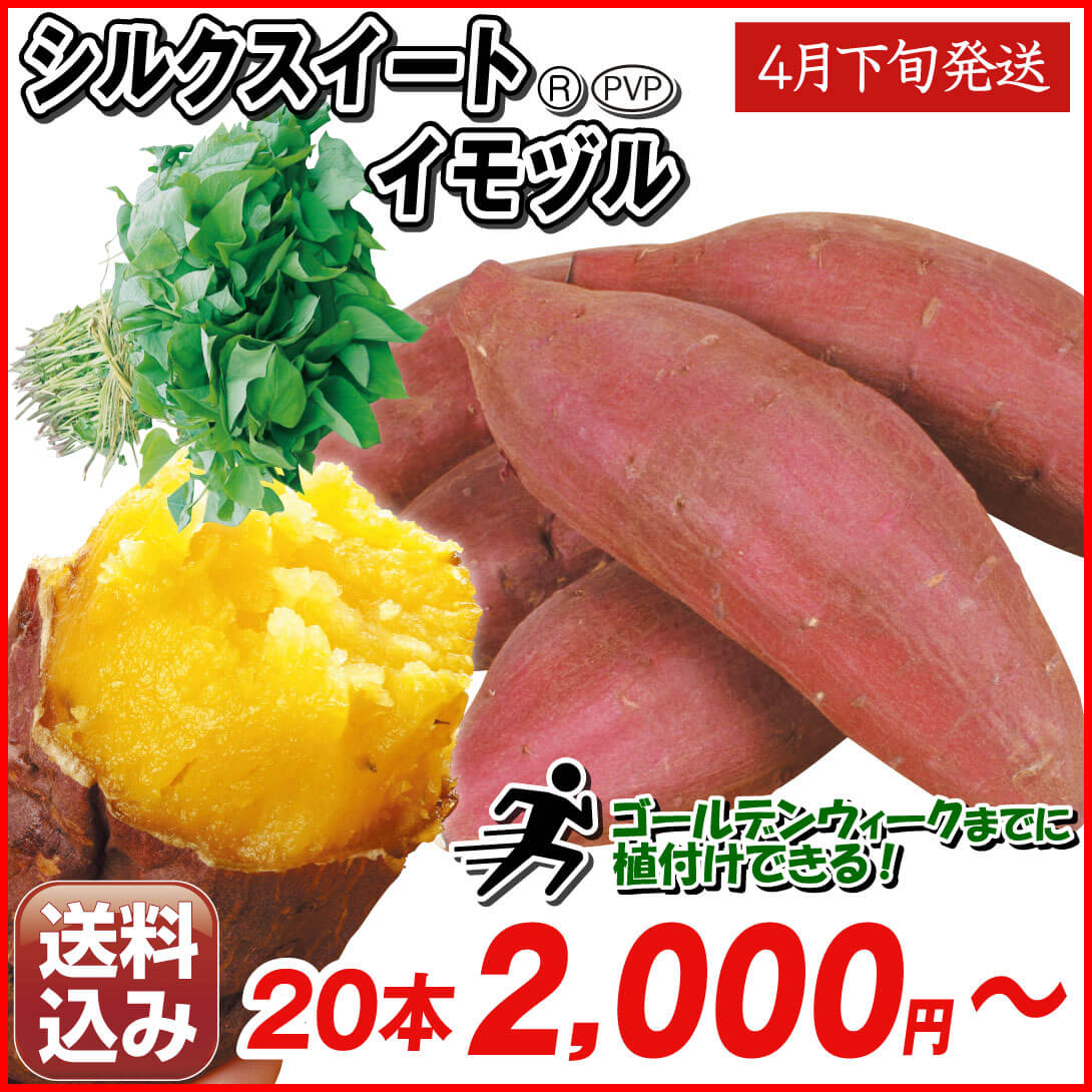 イモヅル 芋づる  特別便 シルクスイート(R)PVPイモヅル