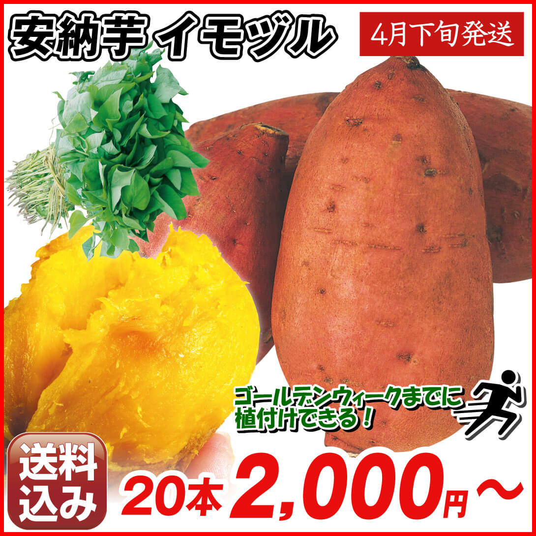 イモヅル 芋づる  特別便 安納芋イモヅル