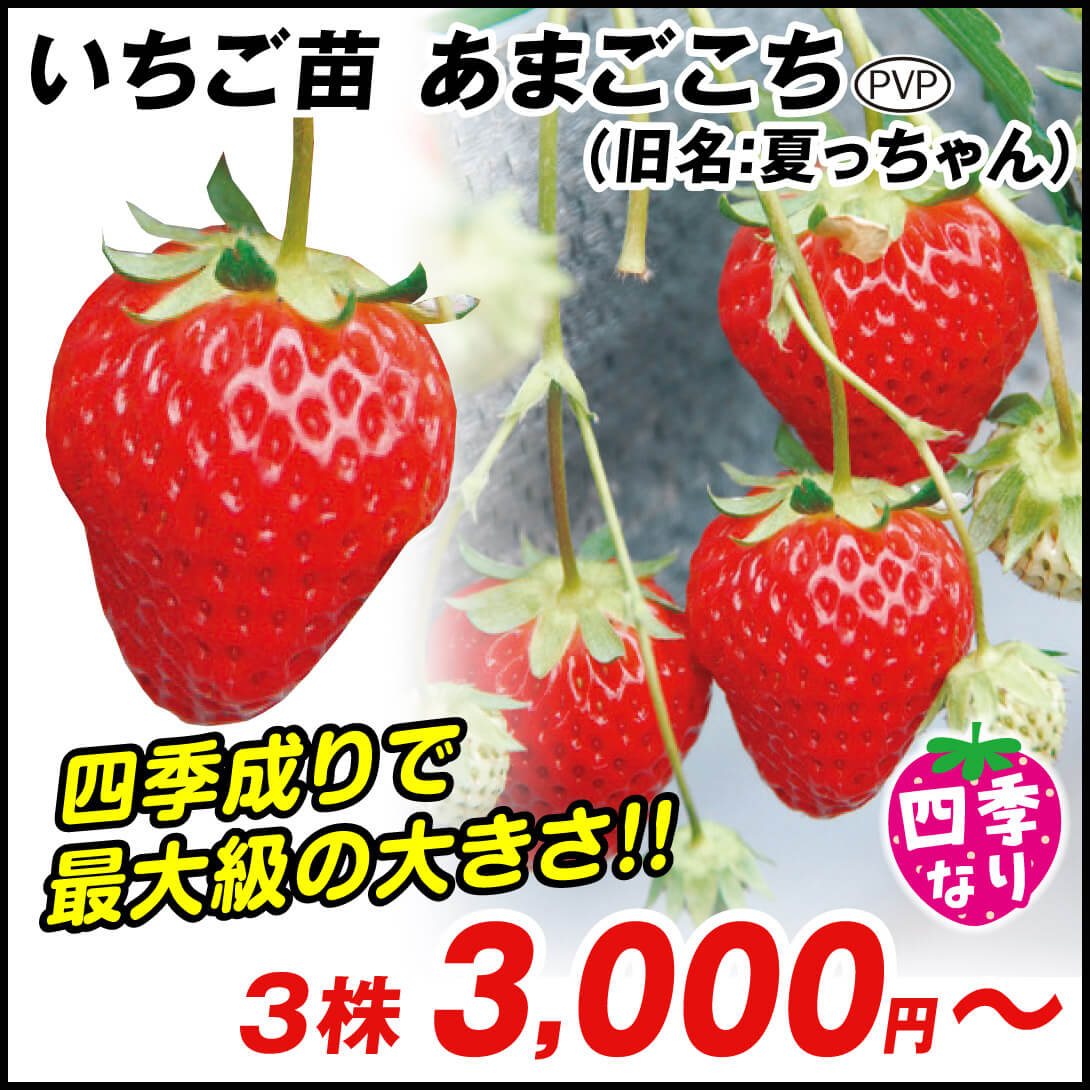 いちご苗 あまごこち（PVP登録名：新白鳥4号 / 旧販売名：夏っちゃん) 3株