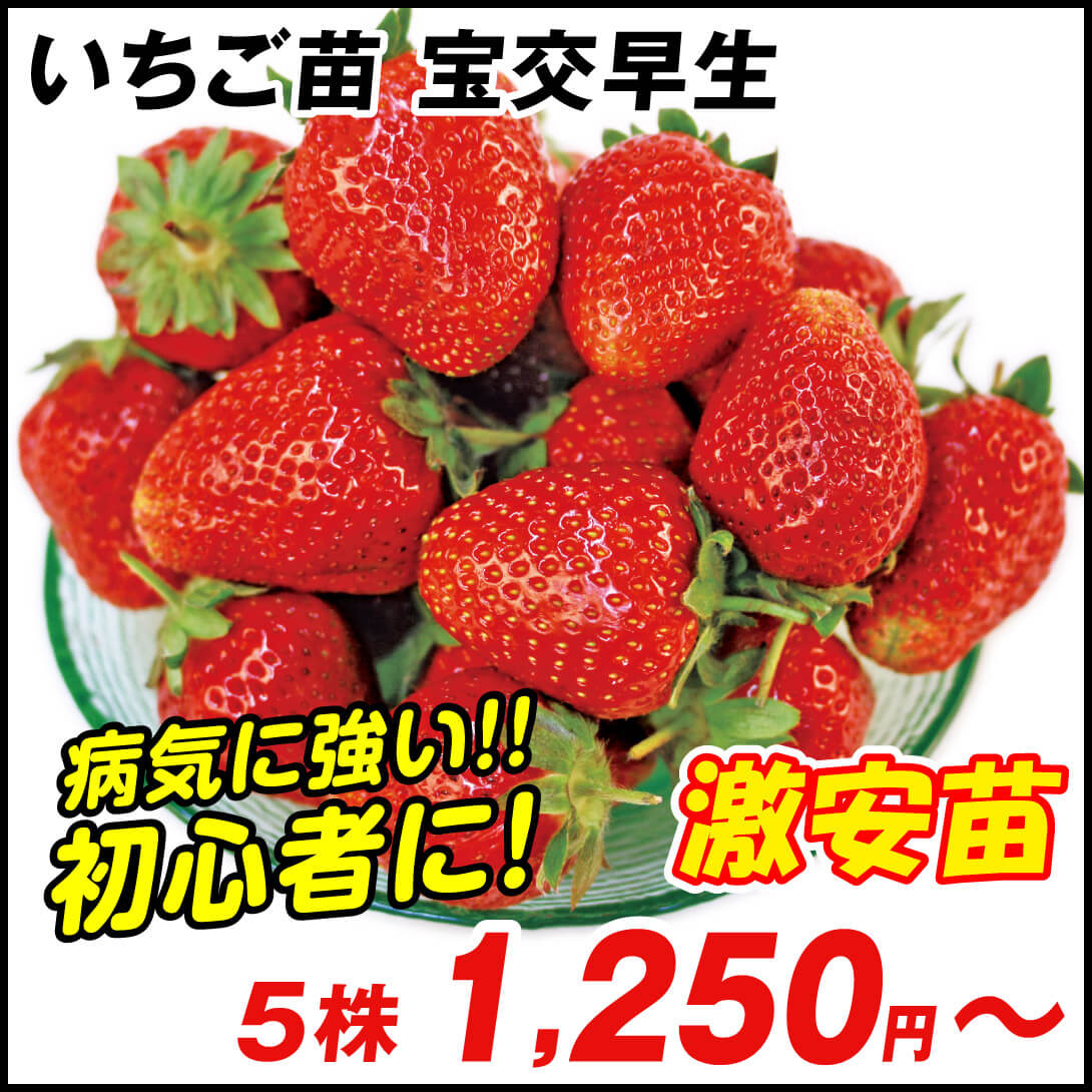 いちご苗 宝交早生