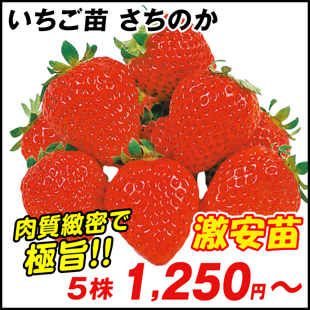 さちのか
