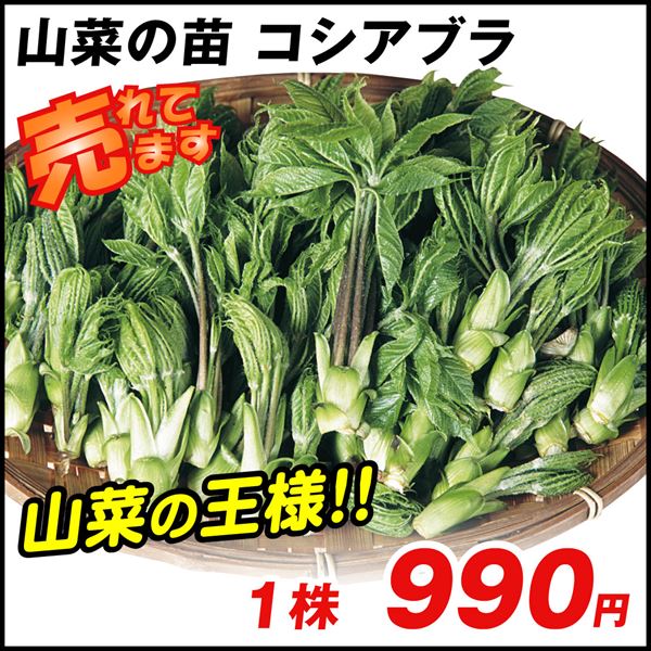 山菜苗 コシアブラ 1株