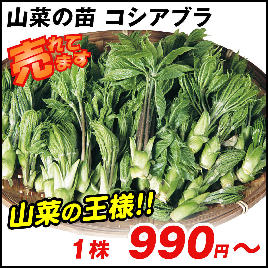 コシアブラ