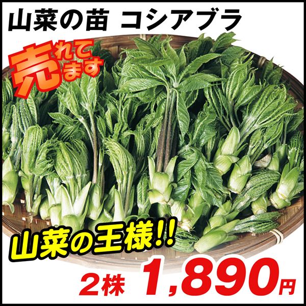 山菜苗 コシアブラ 2株