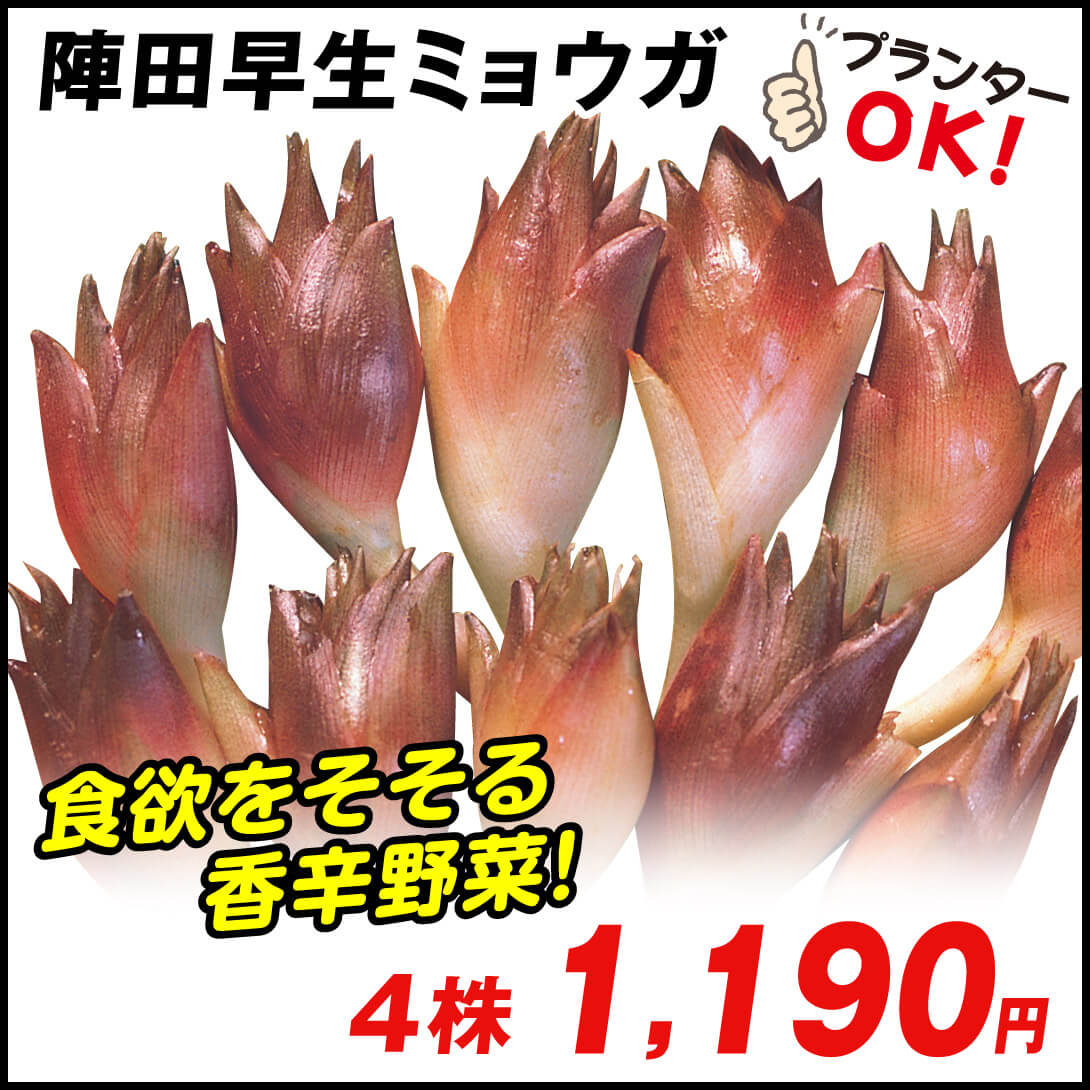 陣田早生ミョウガ