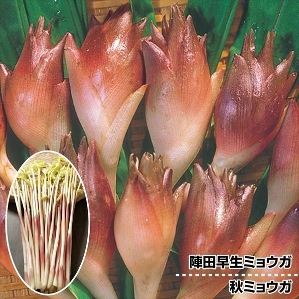 山菜苗 ミョウガセット 2種8株