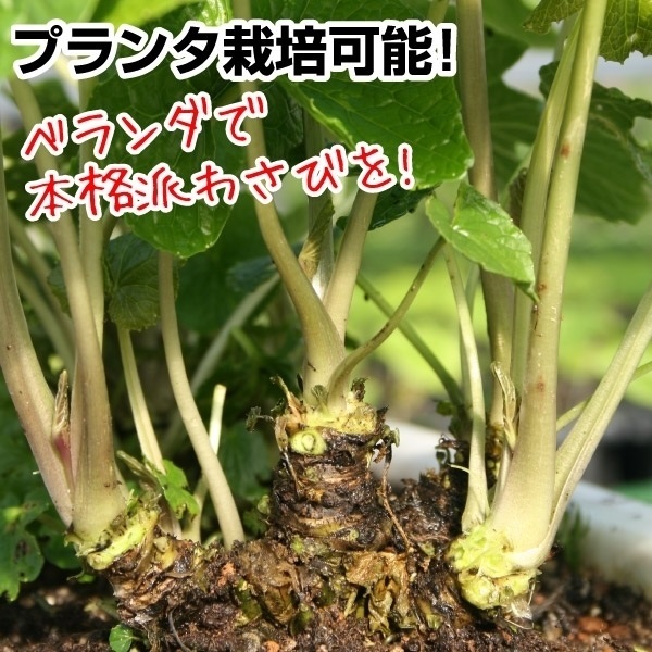 山菜苗 六方沢ワサビ 1株