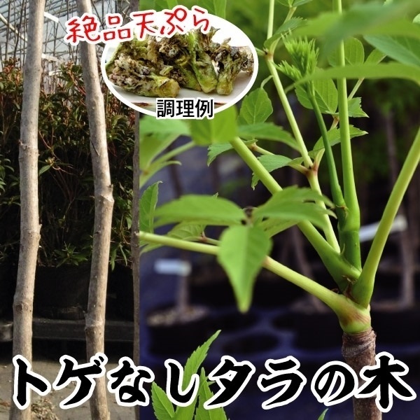 山菜苗 トゲなしタラの木 1株