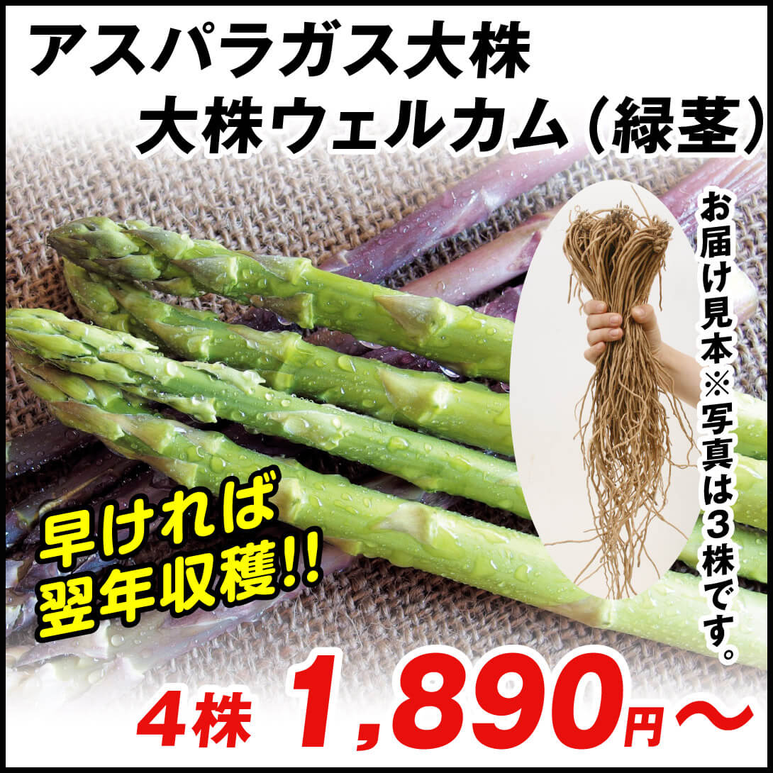 有用植物苗 アスパラガス 大株ウェルカム 4株