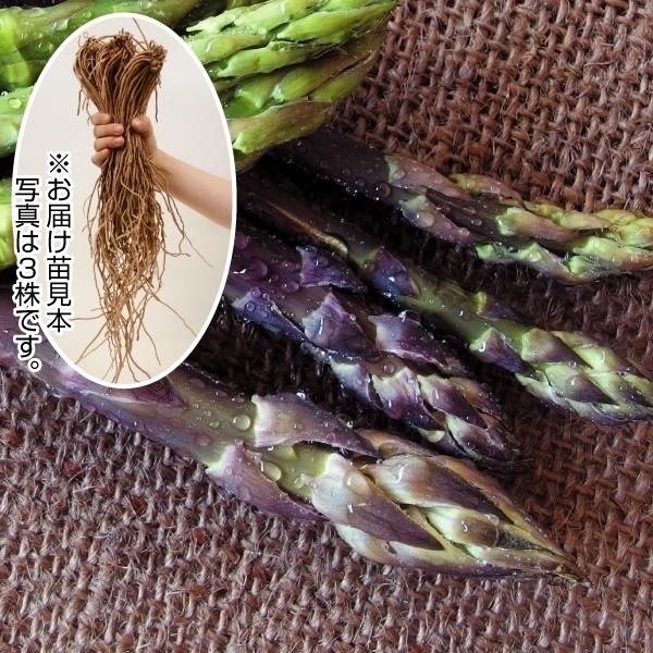有用植物苗 アスパラガス 大株スイートパープル