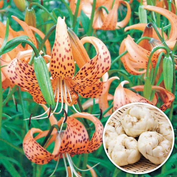 有用植物苗 食用ユリ ユリ根 コオニユリ