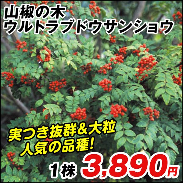 有用植物 山椒の木 ウルトラブドウサンショウ 1株