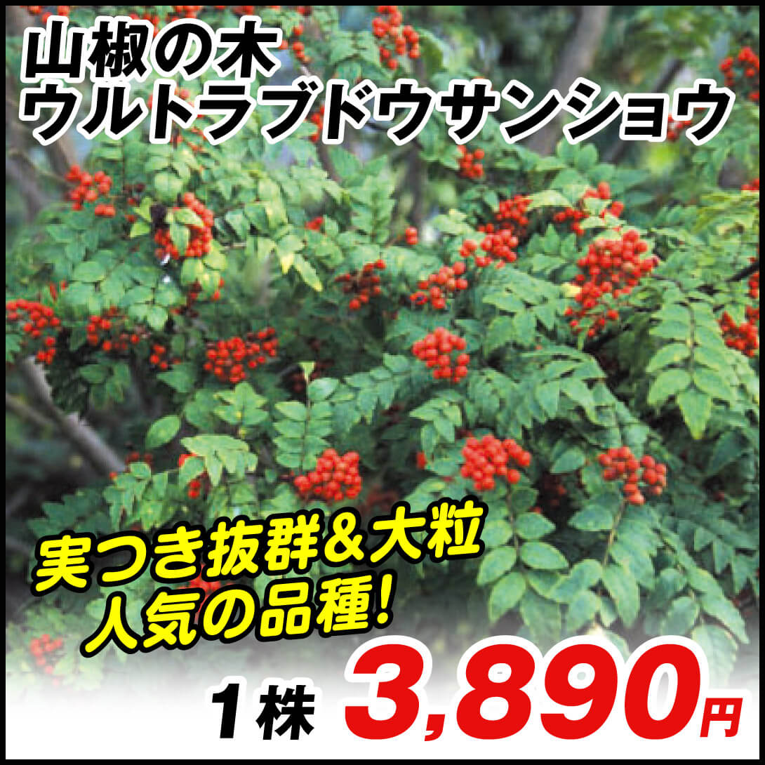 有用植物 山椒の木 ウルトラブドウサンショウ 1株