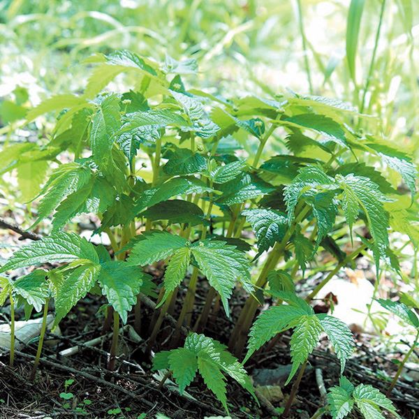 有用植物苗 ウワバミソウ（ミズ） 3株