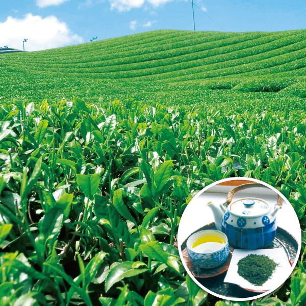 有用植物苗 お茶の木 サヤマカオリ