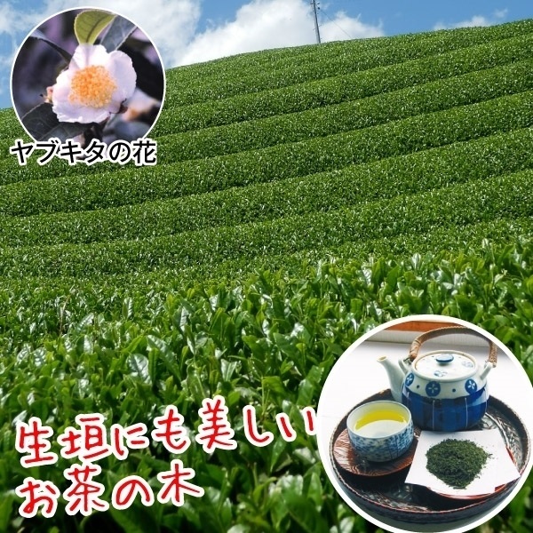 有用植物苗 お茶の木 ヤブキタ 2株