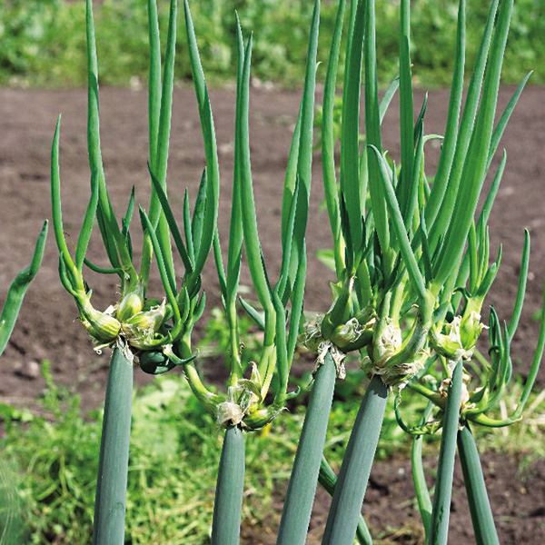 有用植物苗 やぐらネギ 10株