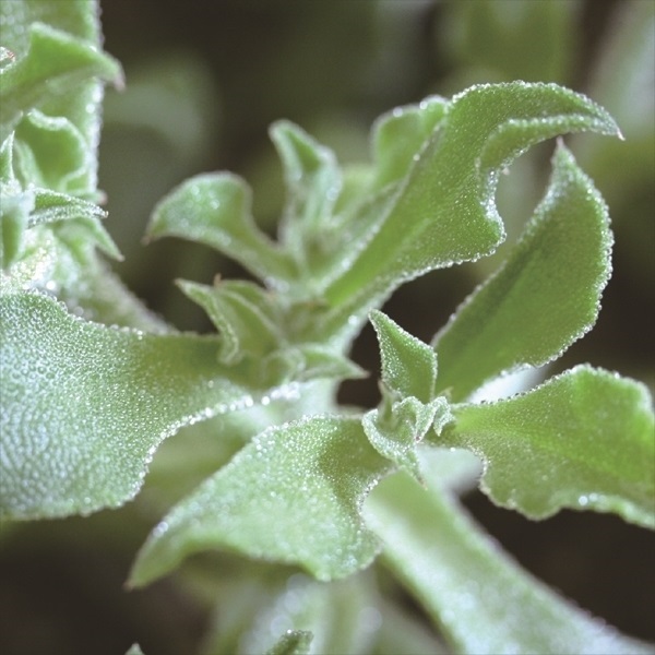 有用植物苗 アイスプラント