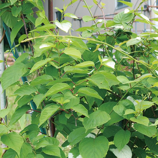 有用植物苗 マタタビ 2株