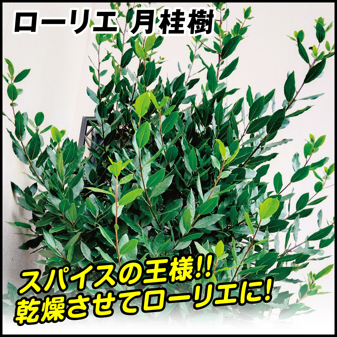 有用植物 ローリエ 月桂樹