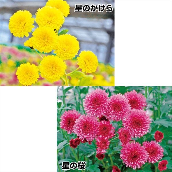 有用植物苗 食用菊 美食菊Rセット 2種4株