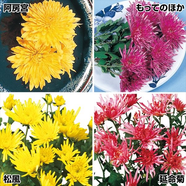 有用植物苗 食用菊 定番食用菊セット 4種4株