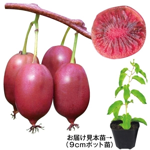鉢植え向き果樹苗 ベビーキウイ パープルシャドー 2株