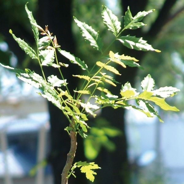 有用植物苗 虫除け植物 ニーム 1株