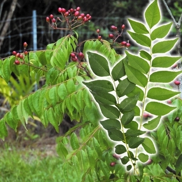 有用植物苗 カレーリーフ