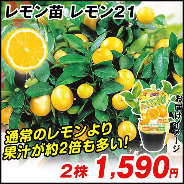 有用植物苗 レモン レモン２１ 2株
