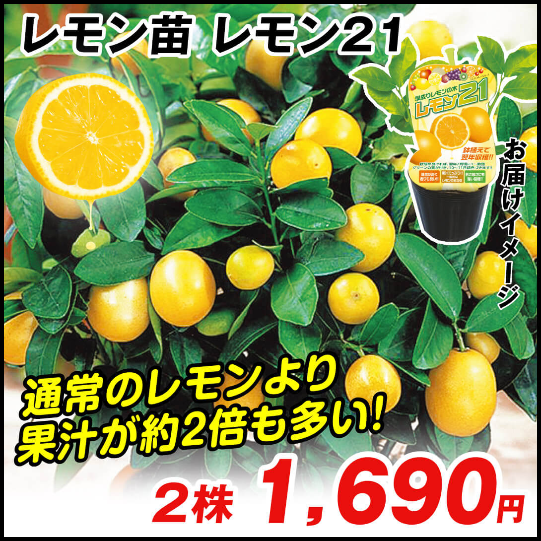 レモン21