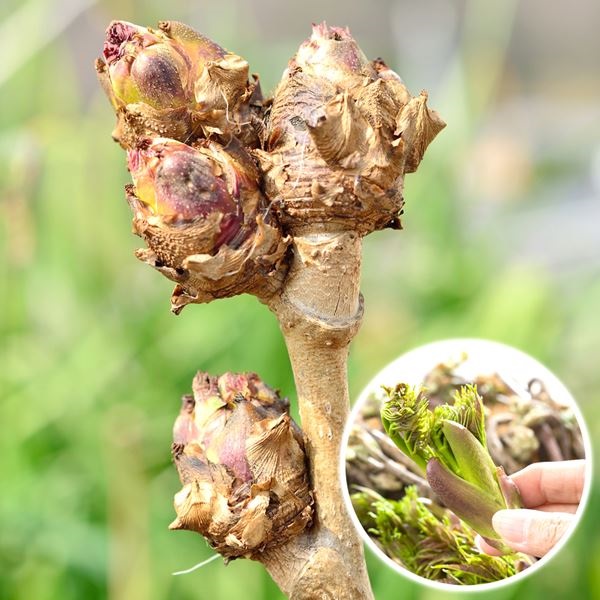 有用植物苗 タラの木 天然女ダラの木 1株