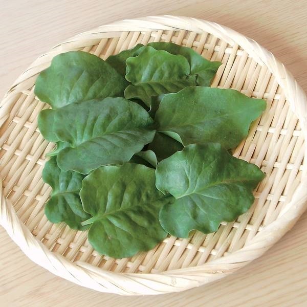 有用植物苗 オカワカメ 2株